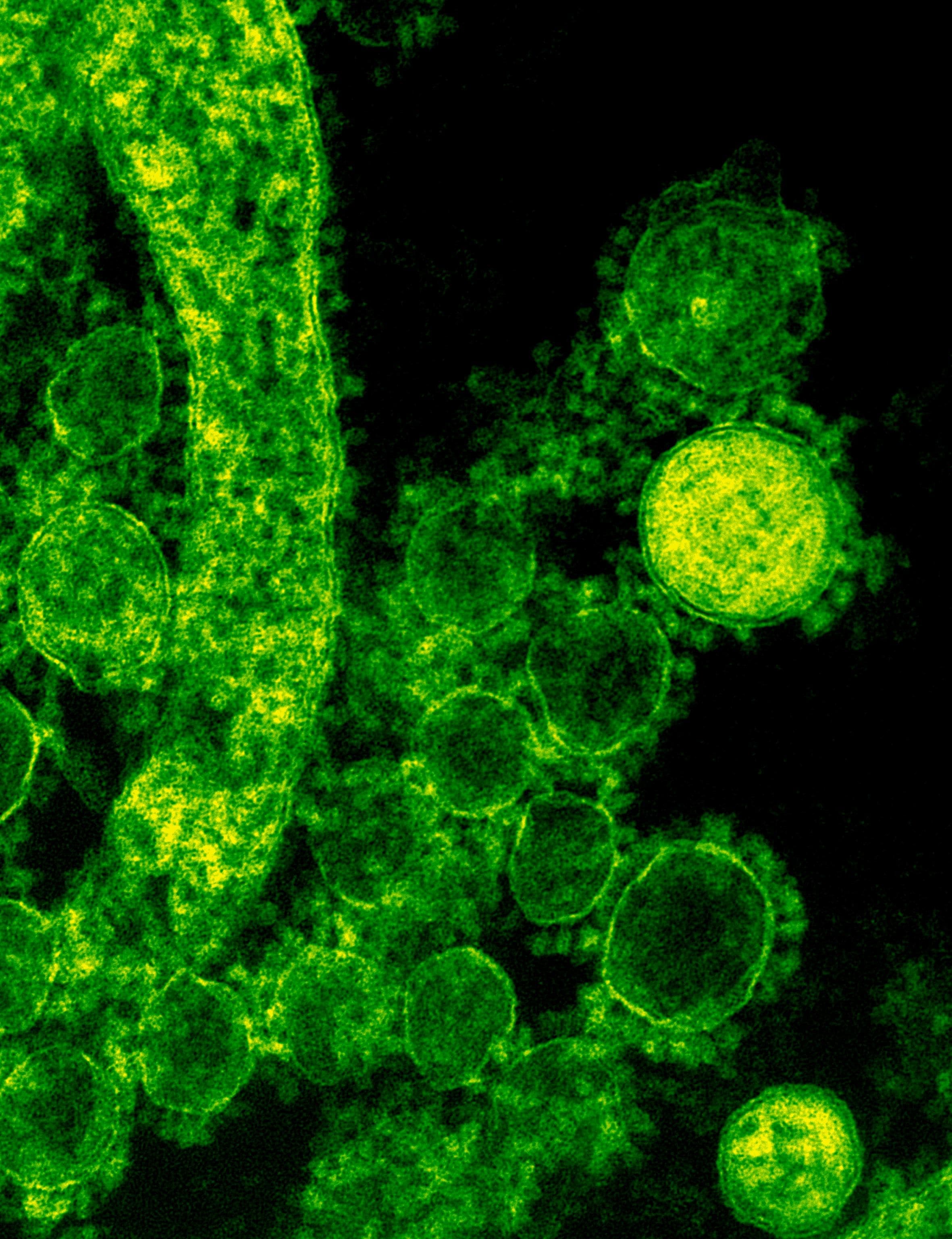 Imagen microscópica de células usada para representar temas de biología.